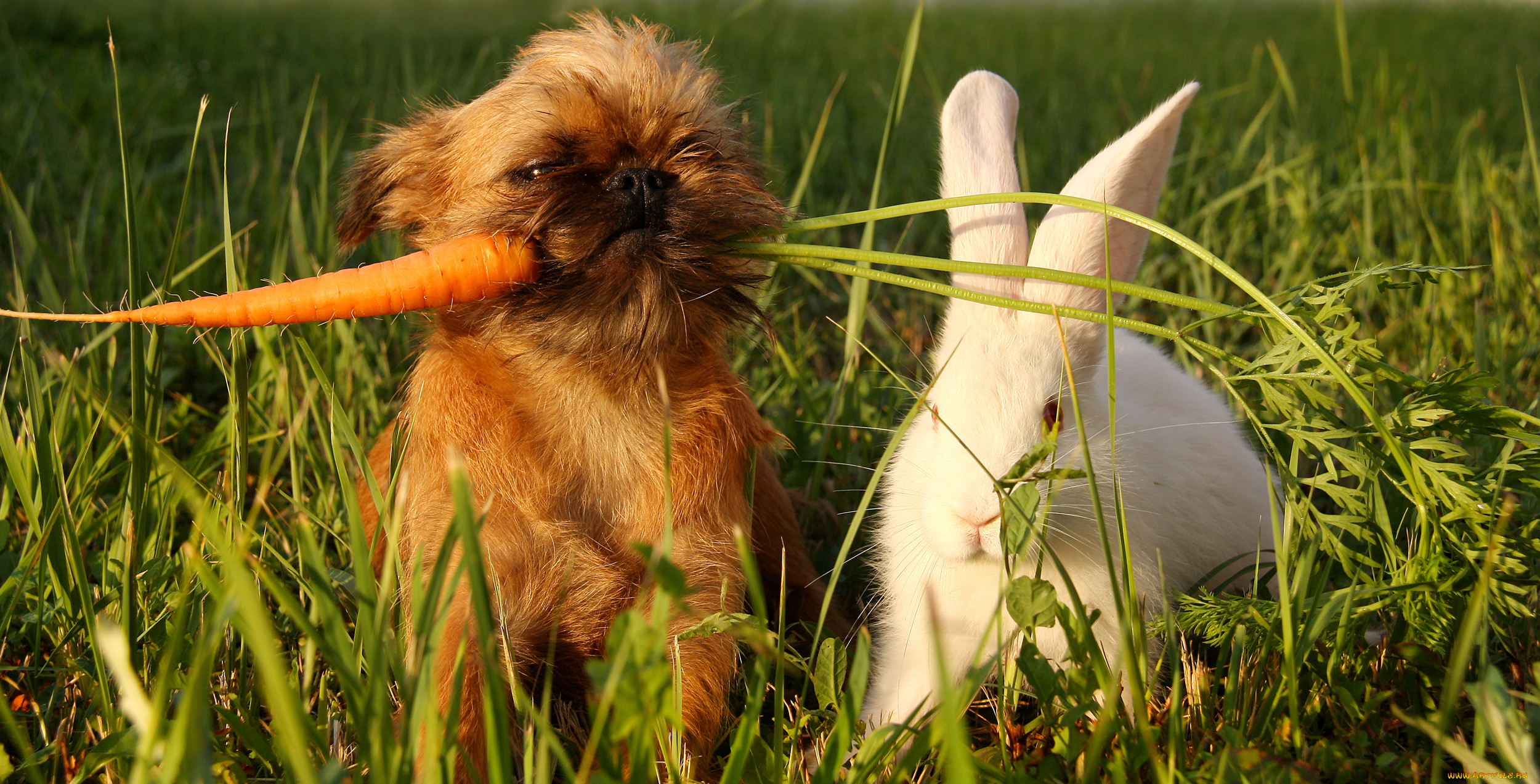 Едят ли собаки траву. Забавные домашние животные. Смешных животных. Смешные домашние Живон. Лето животные.
